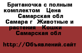 Британочка с полным комплектом › Цена ­ 1 500 - Самарская обл., Самара г. Животные и растения » Кошки   . Самарская обл.